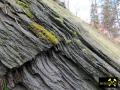 Steinbruch an der Lehnamühle bei Weida in Ostthüringen, (D) (7) 20. Februar 2012 (Berga-Formation - Ordovizium).JPG